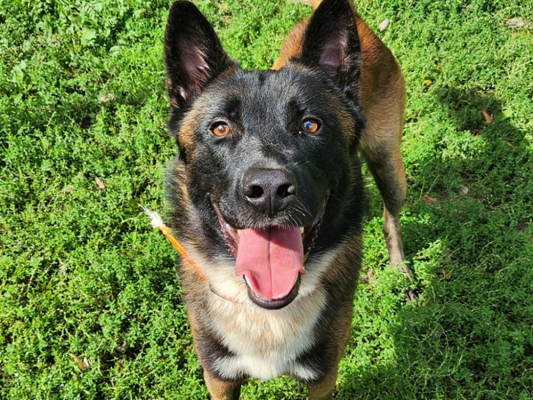 Bounty - Chien à adopter