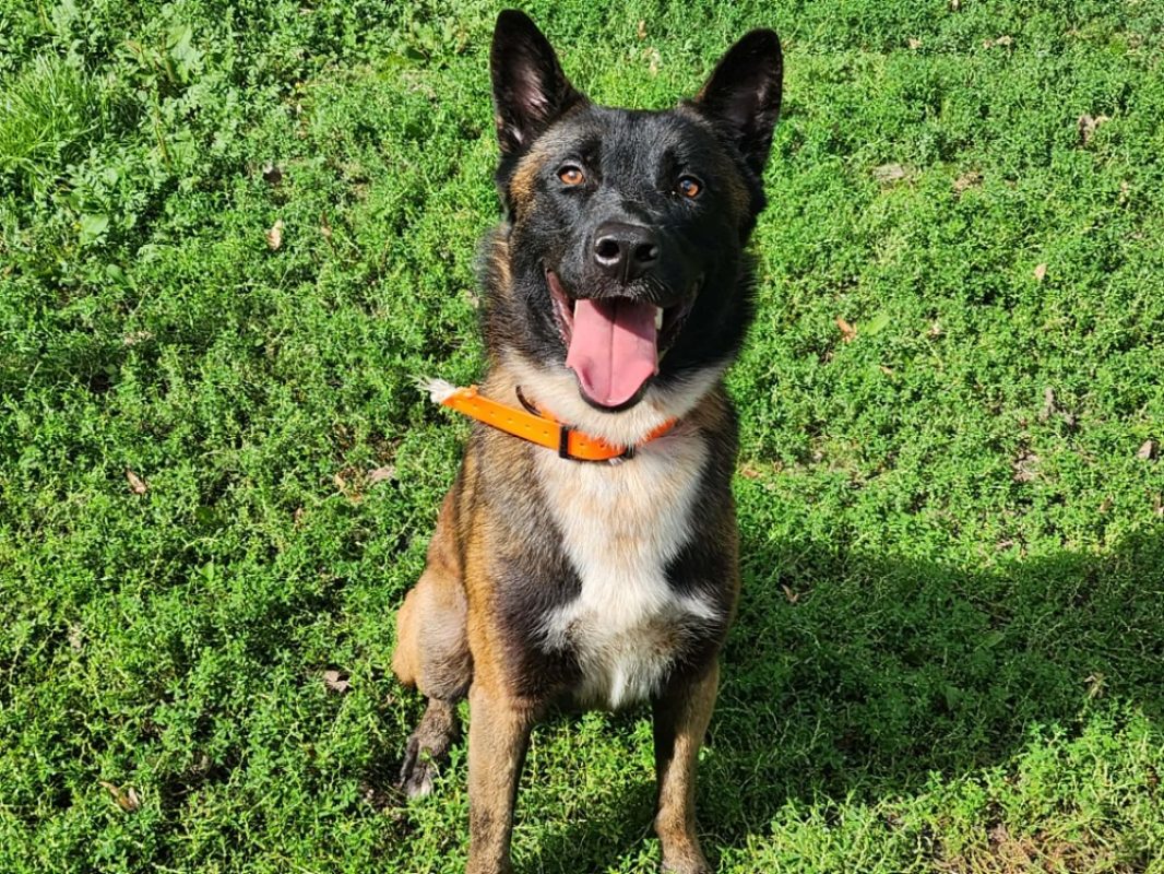 Bounty - Chien à adopter - photo 3