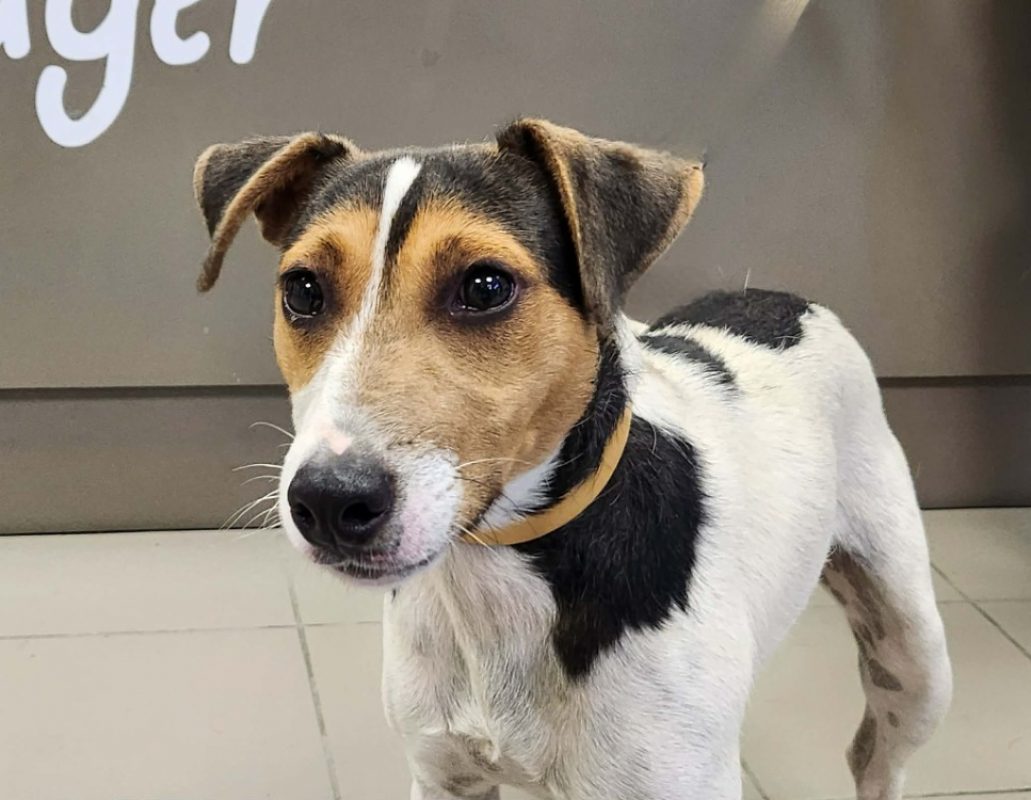 Fidji - Chien à adopter