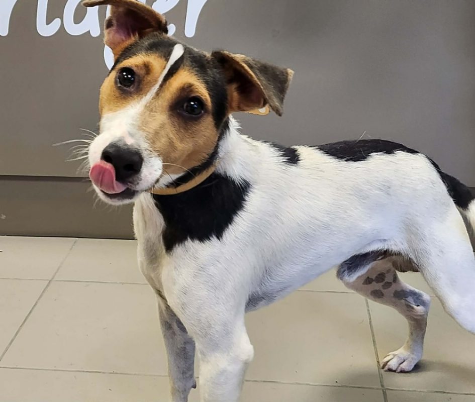Fidji - Chien à adopter - photo 2
