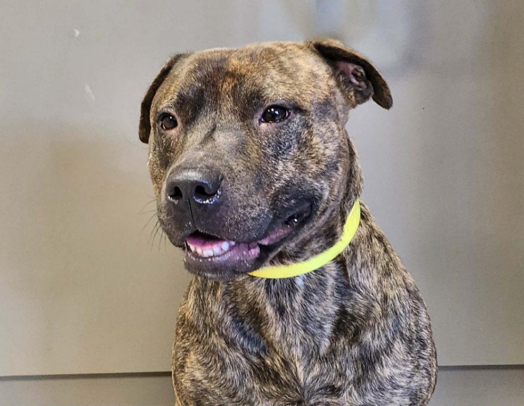 Marcus - Chien à adopter
