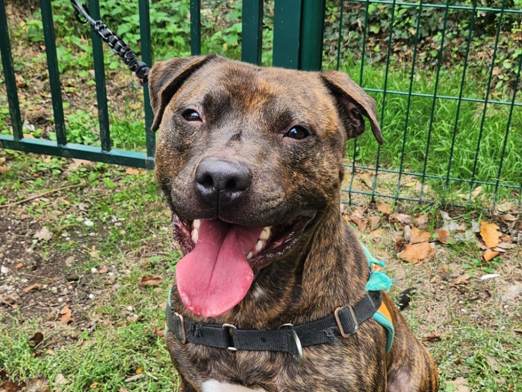 Marcus - Chien à adopter