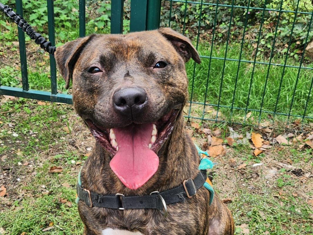 Marcus - Chien à adopter - photo 4