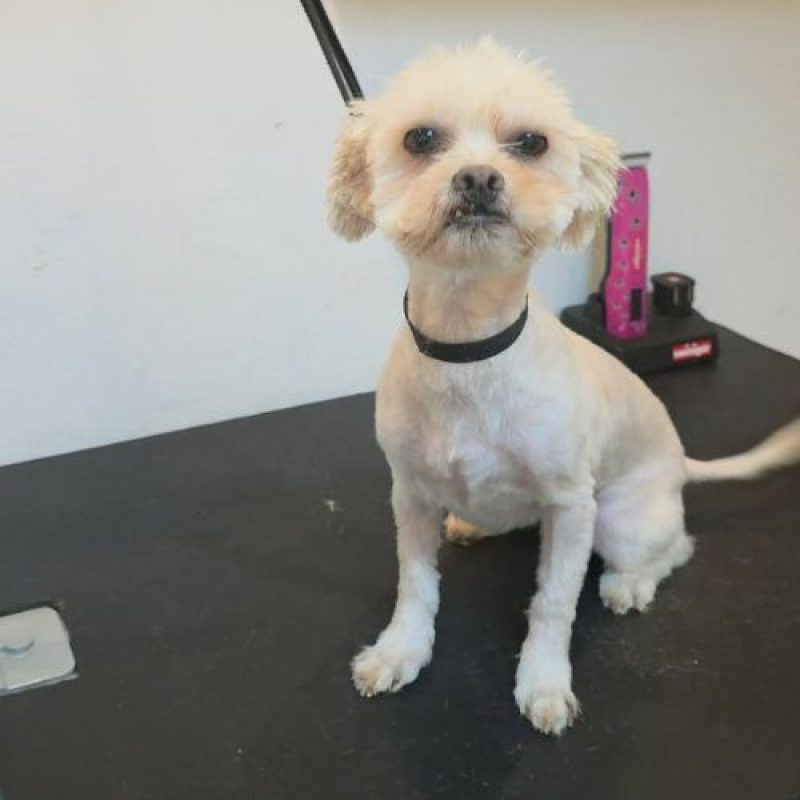 CAFELUTA - Chien Bichon à poil frisé à adopter - photo 7