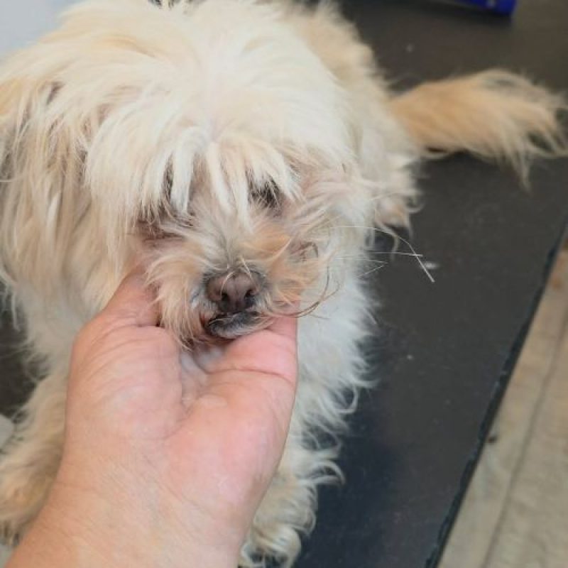 CAFELUTA - Chien Bichon à poil frisé à adopter - photo 2