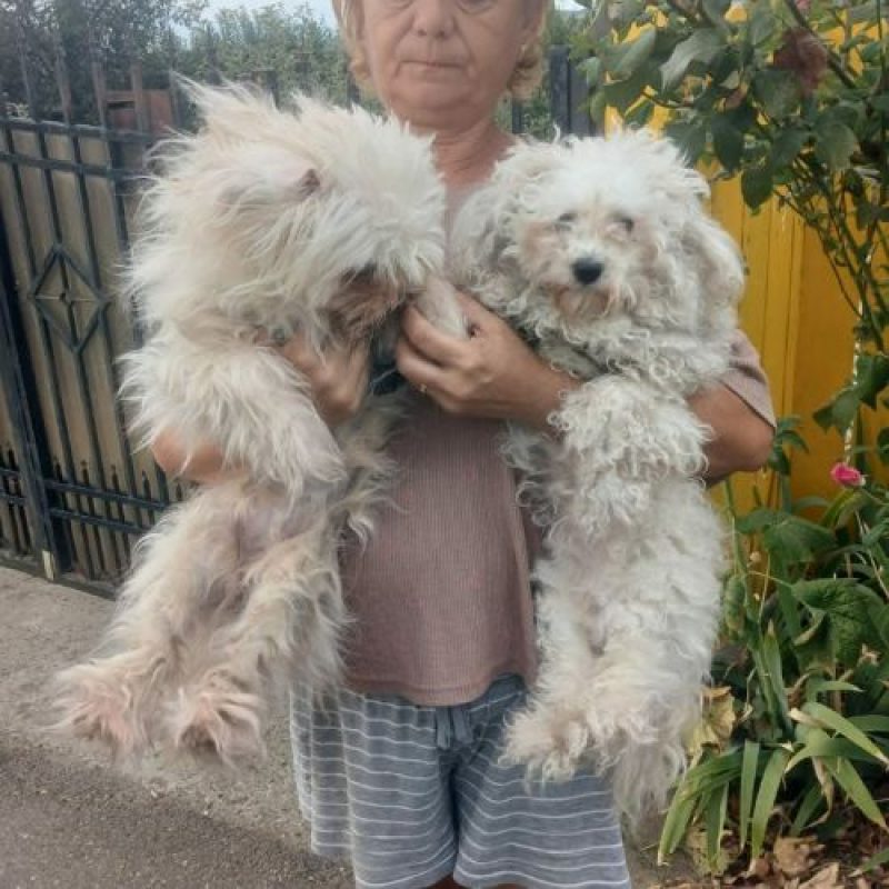 CAFELUTA - Chien Bichon à poil frisé à adopter - photo 3