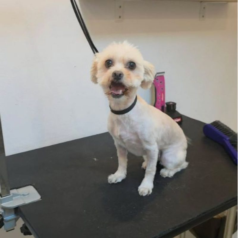 CAFELUTA - Chien Bichon à poil frisé à adopter - photo 6