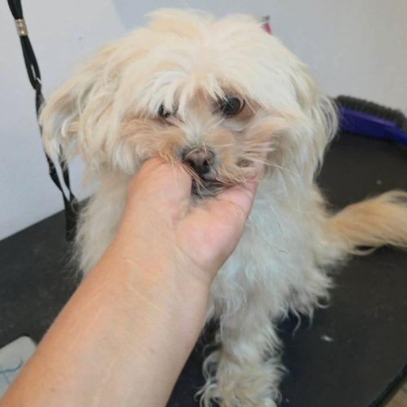 CAFELUTA - Chien Bichon à poil frisé à adopter - photo 5