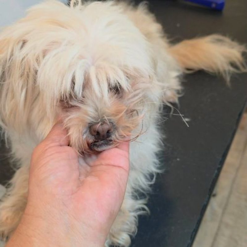 CAFELUTA - Chien Bichon à poil frisé à adopter - photo 4