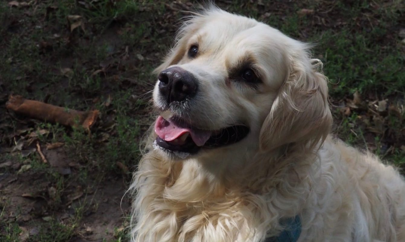 Kovu - Chien à adopter
