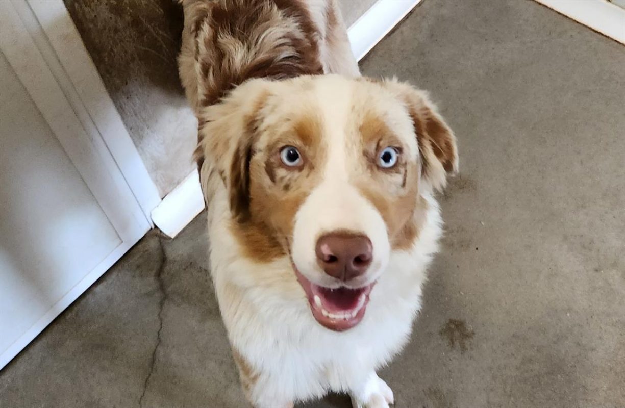 Valco - Chien à adopter