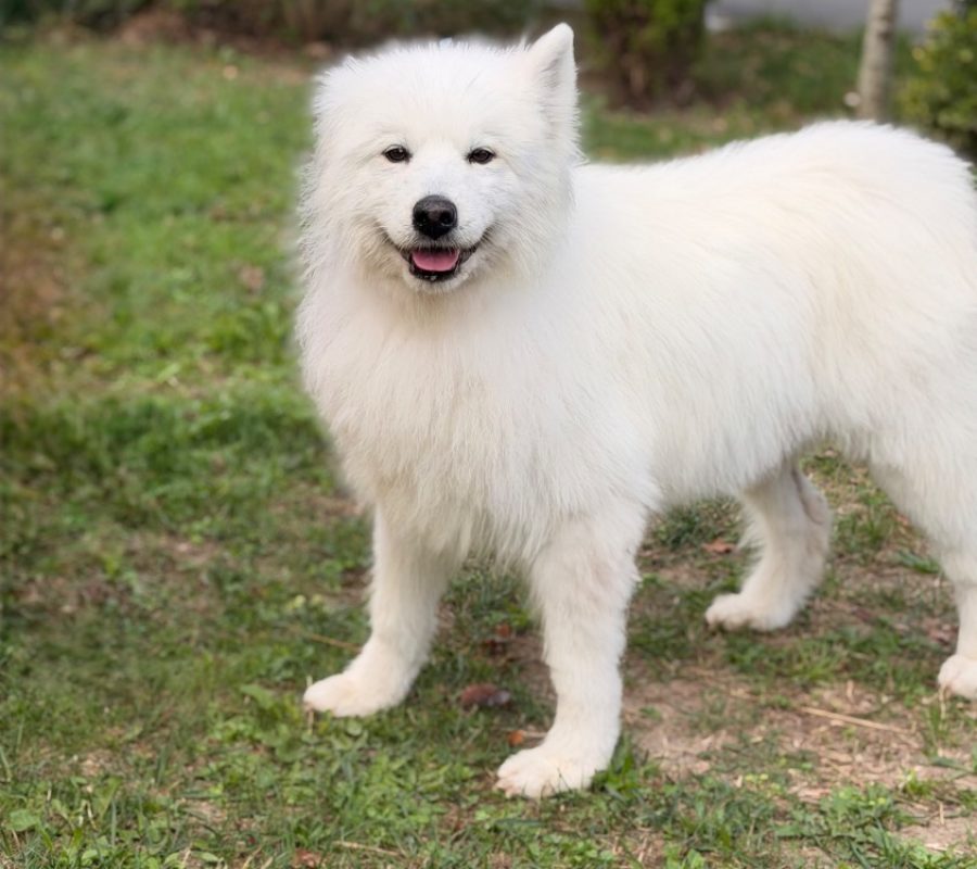 Misha - Chien Samoyéde à adopter