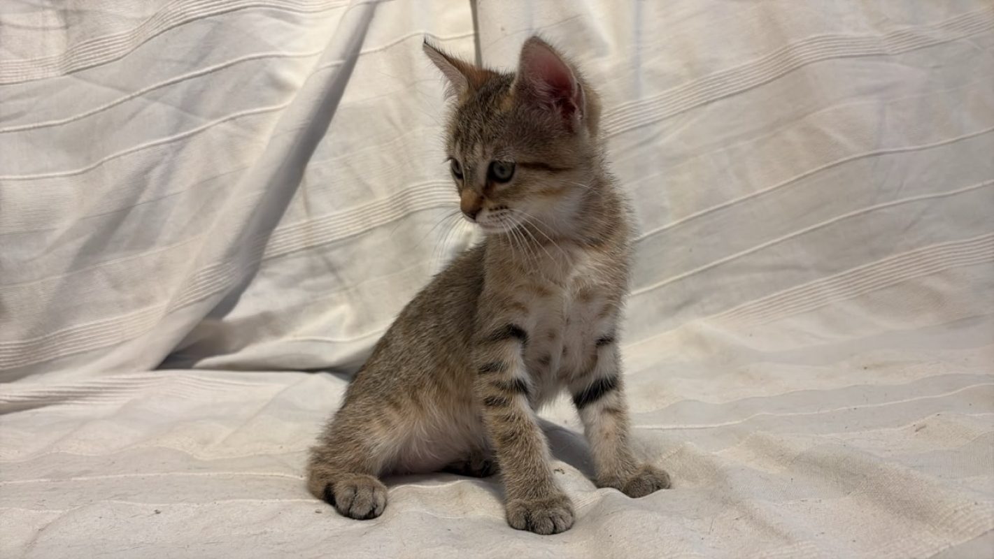 Suzanne - Chat à adopter