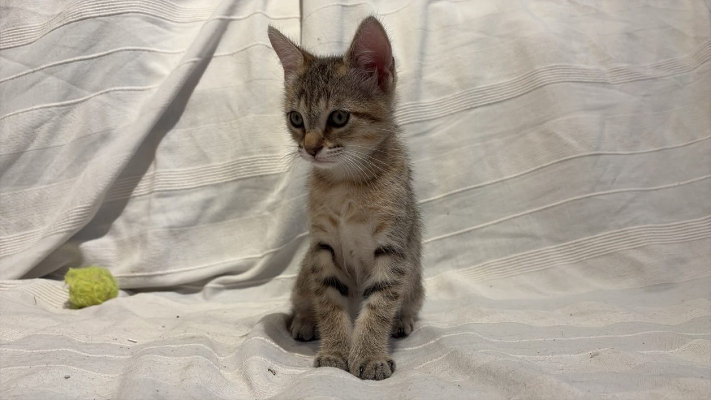 Suzanne - Chat à adopter - photo 2