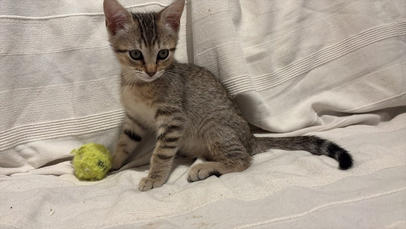 Sadie - Chat à adopter