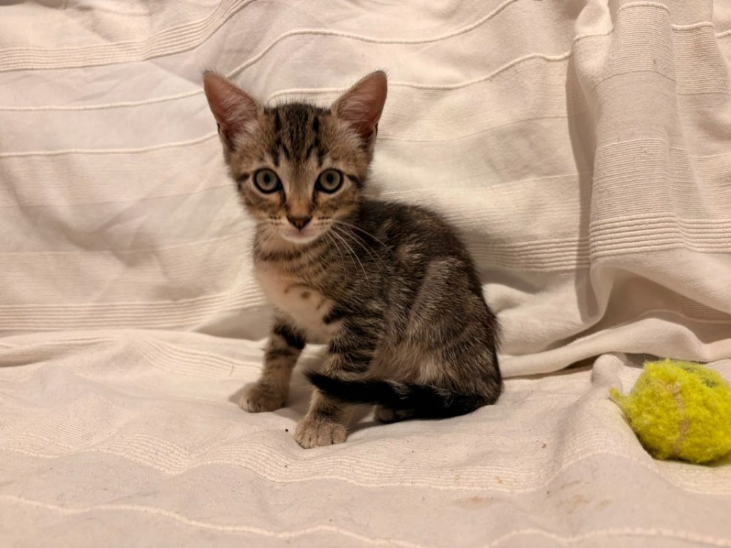 Arthur - Chat à adopter
