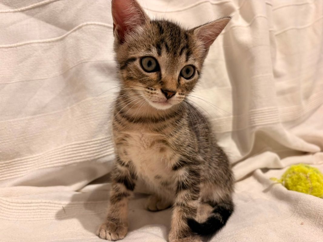Arthur - Chat à adopter - photo 3