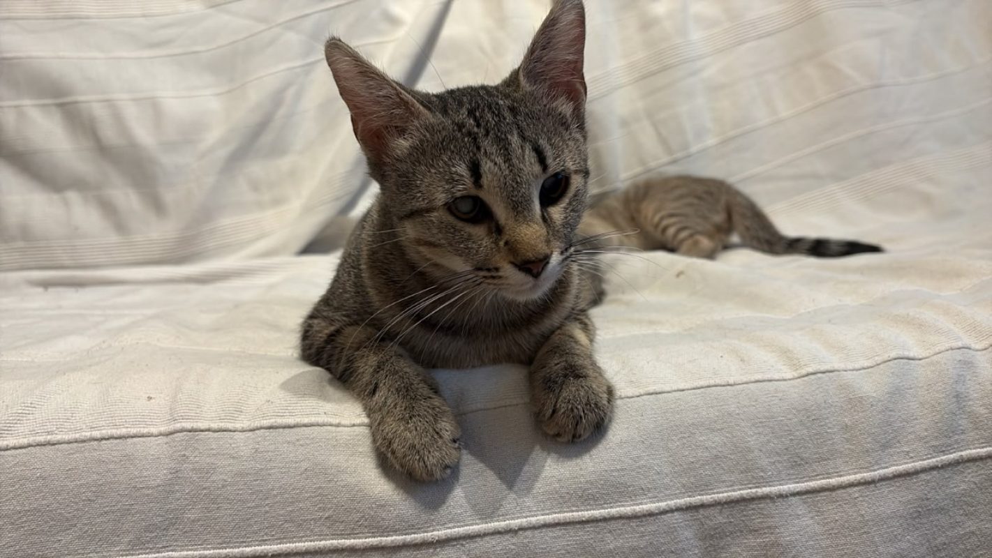 Abigail - Chat à adopter