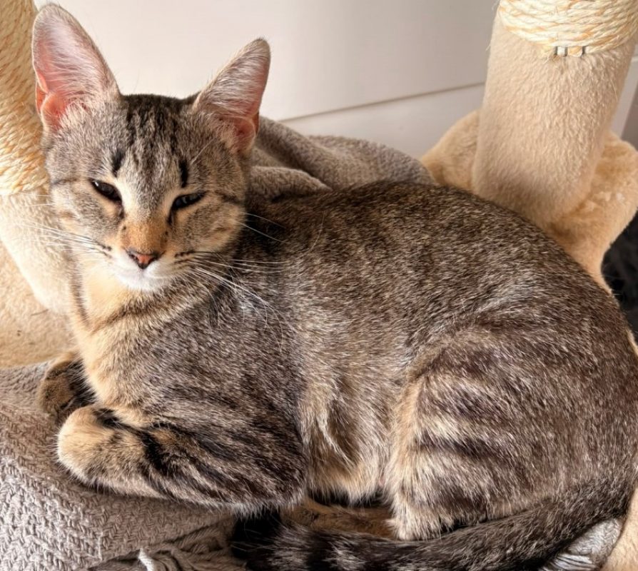 Abigail - Chat à adopter - photo 2