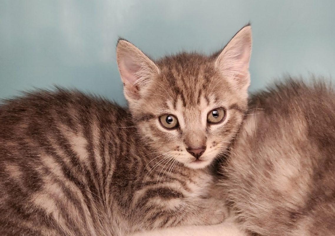 Lima - Chat Européen à adopter