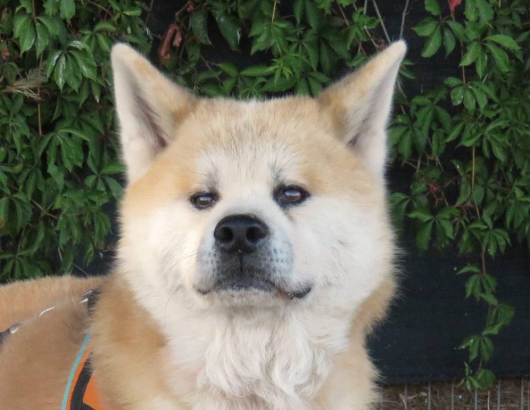 Kaido - Chien Akita Inu à adopter