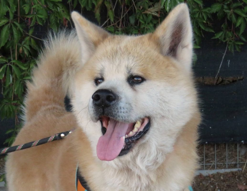 Kaido - Chien Akita Inu à adopter - photo 2