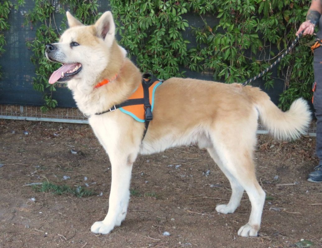 Kaido - Chien Akita Inu à adopter - photo 3