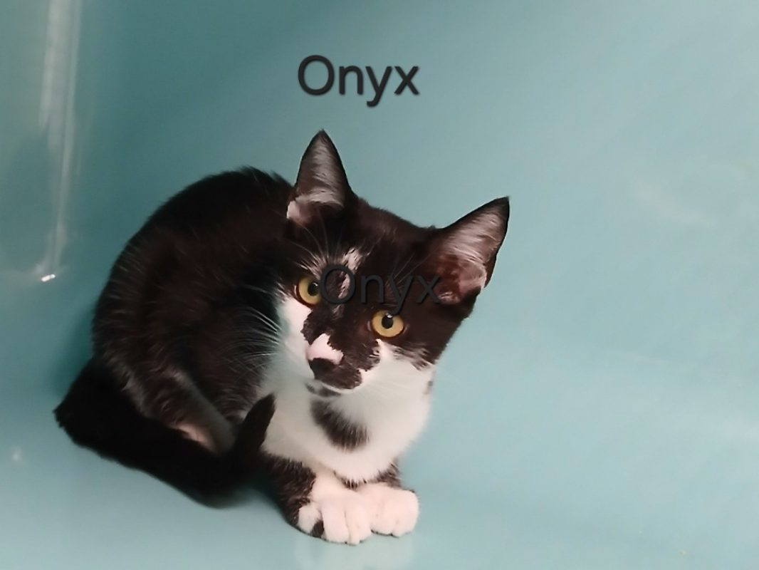 Onyx - Chat Européen à adopter