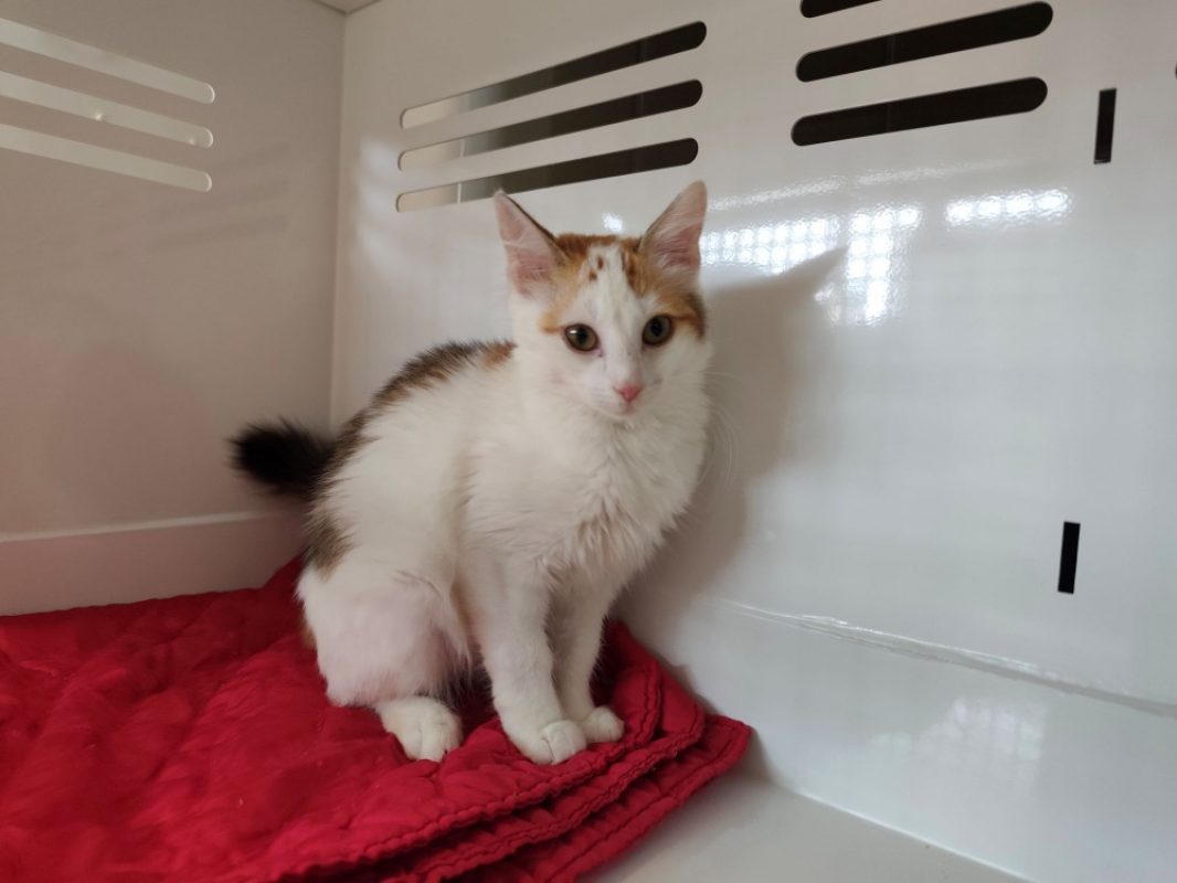Aloé - Chat Européen à adopter