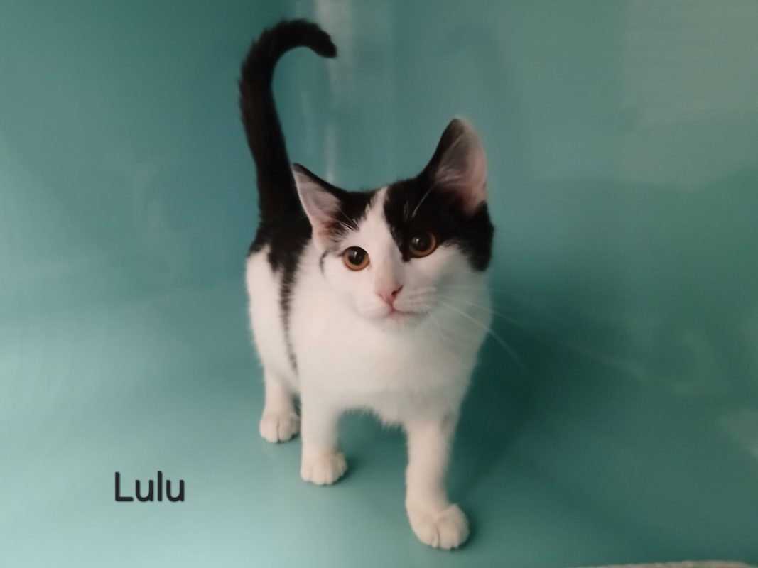 Lulu - Chat Européen à adopter