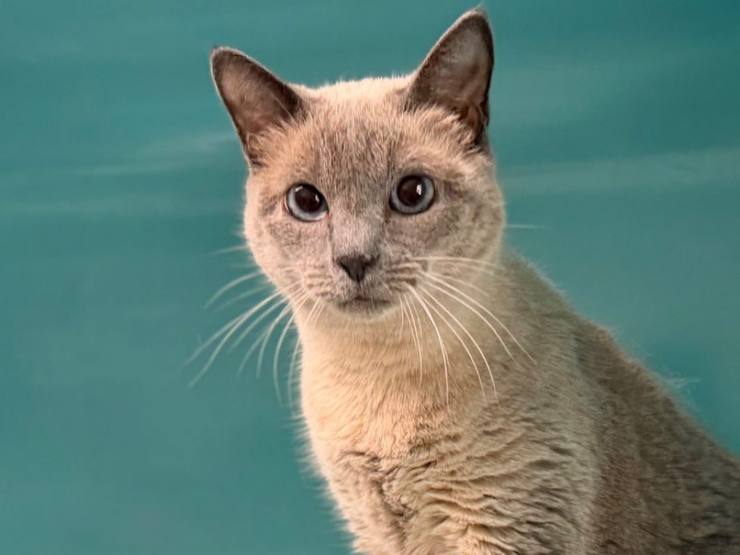 Naia - Chat Européen à adopter