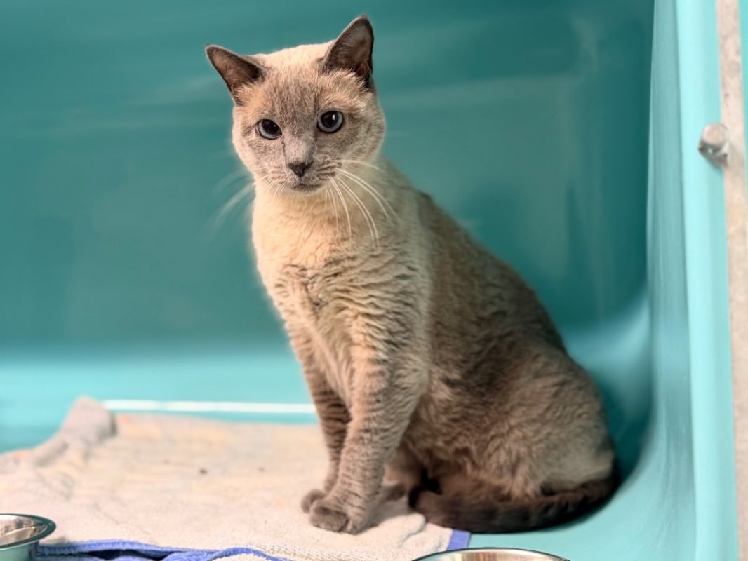 Naia - Chat Européen à adopter - photo 2