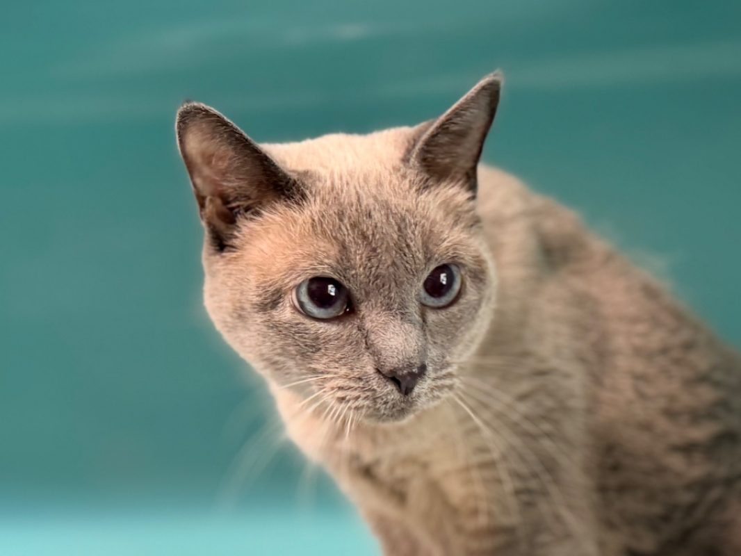 Naia - Chat Européen à adopter - photo 3