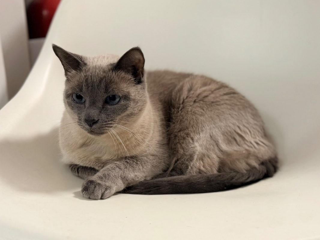 Naia - Chat Européen à adopter