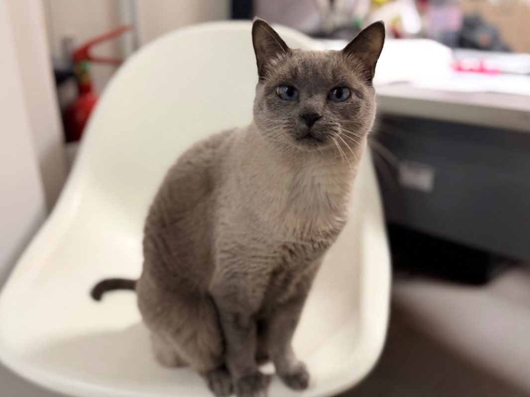 Naia - Chat Européen à adopter - photo 5