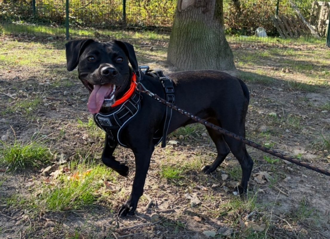 Shadow - Chien à adopter
