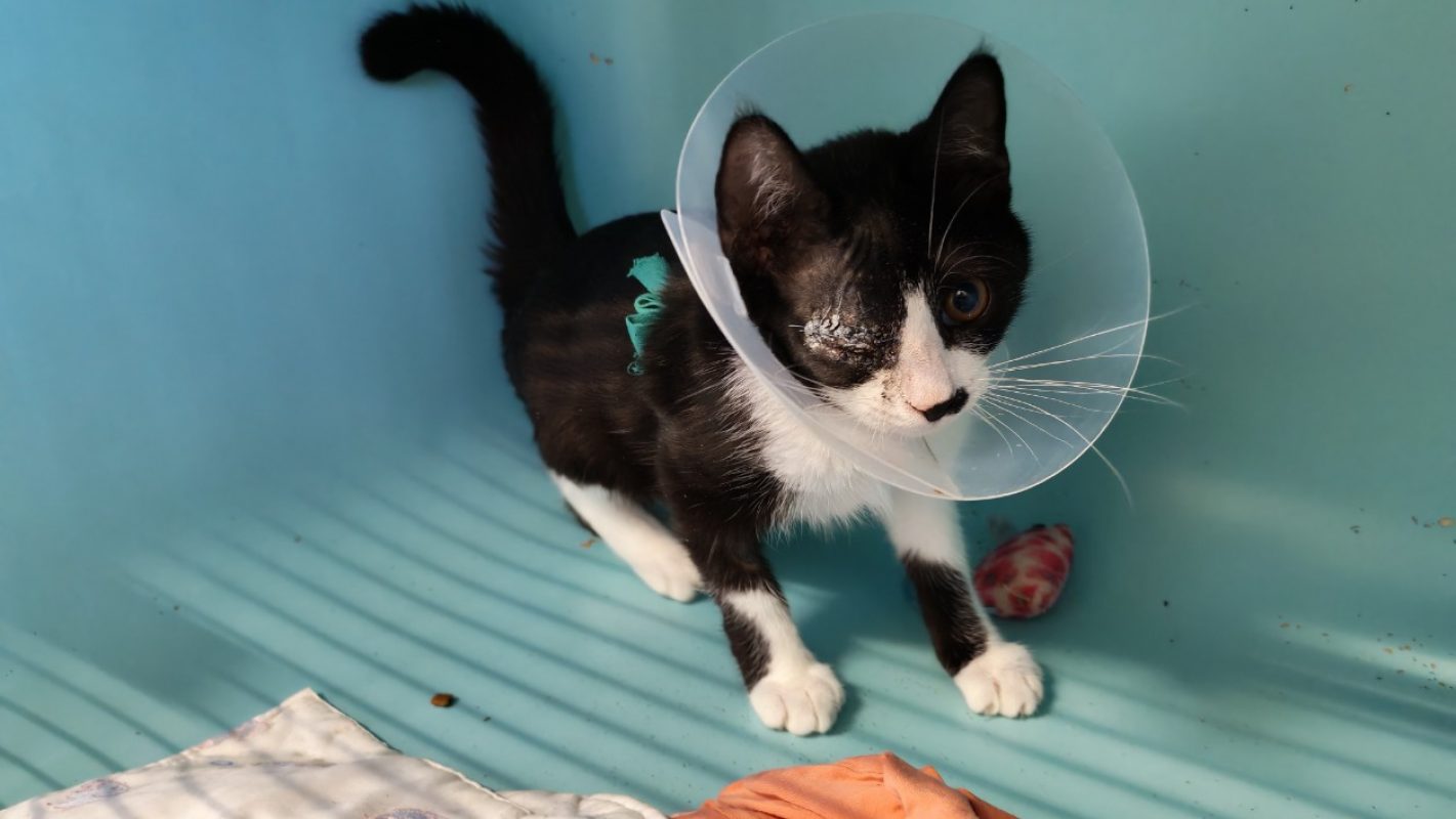 Eden - Chat Européen à adopter