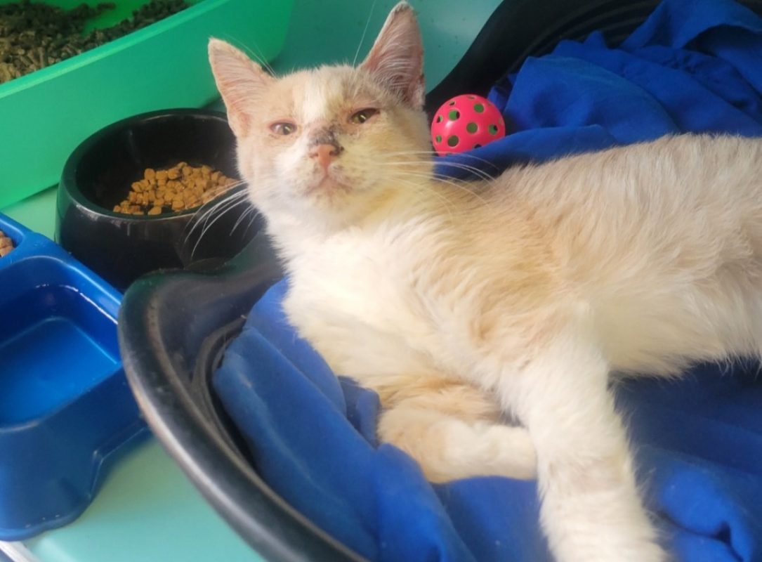 Saturne - Chat Européen à adopter