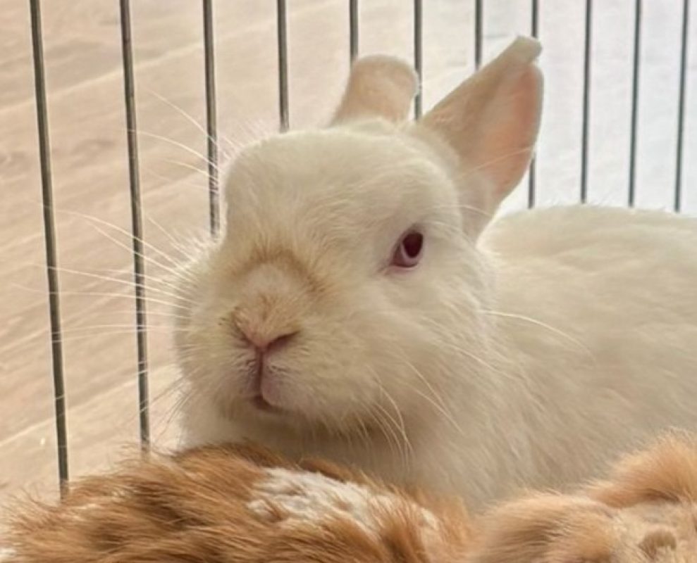 Paquerette - Rongeur Lapin à adopter