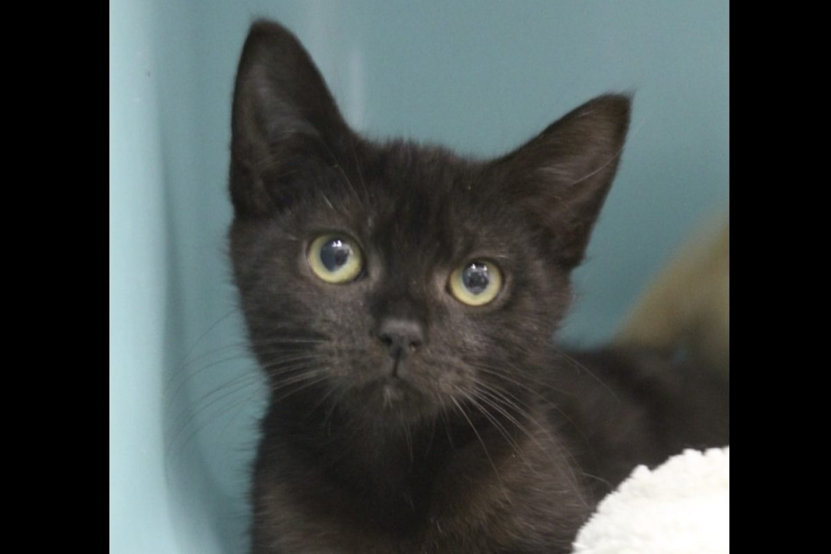 Bozo - Chat Européen à adopter