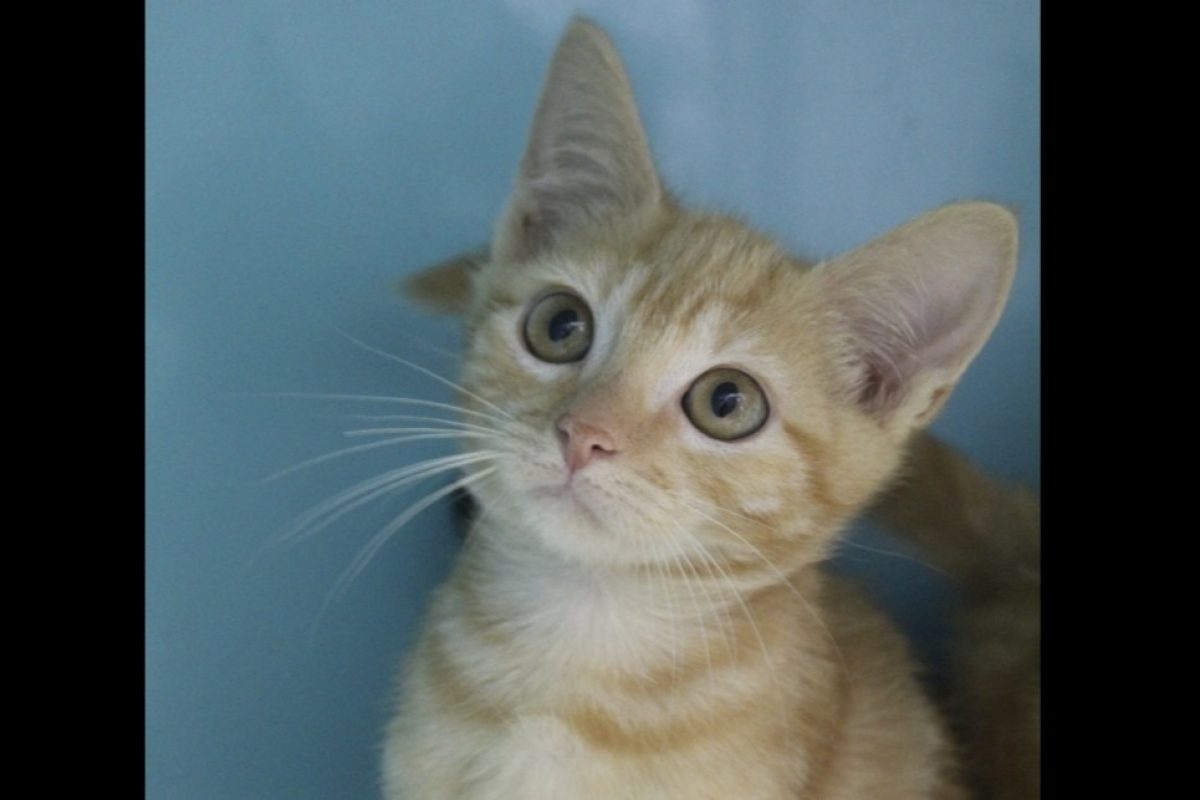 Ben - Chat Européen à adopter