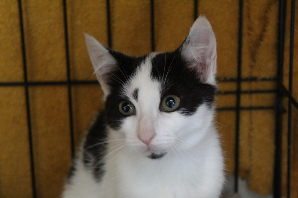 Baptiste - Chat Européen à adopter