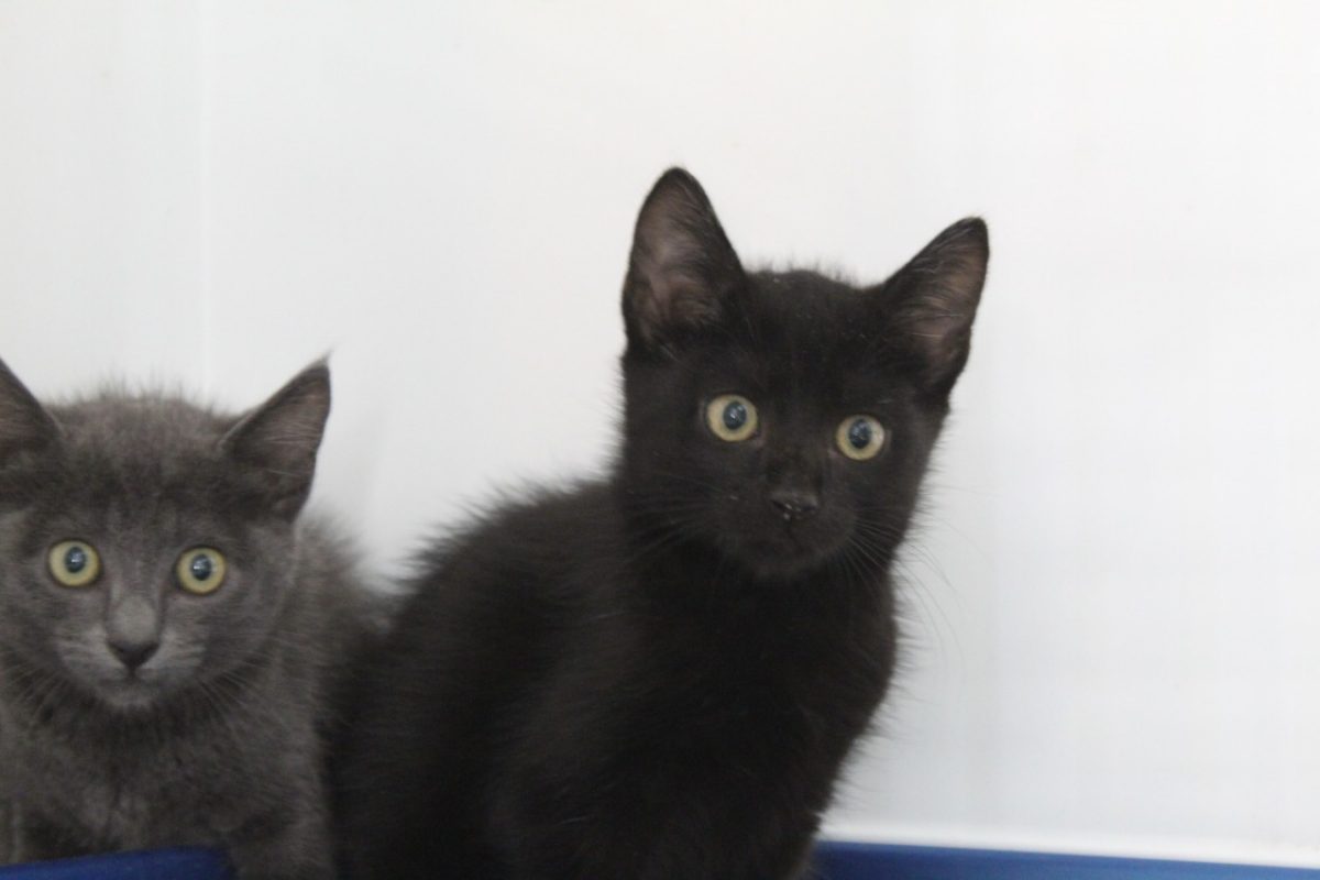 Babille - Chat Européen à adopter