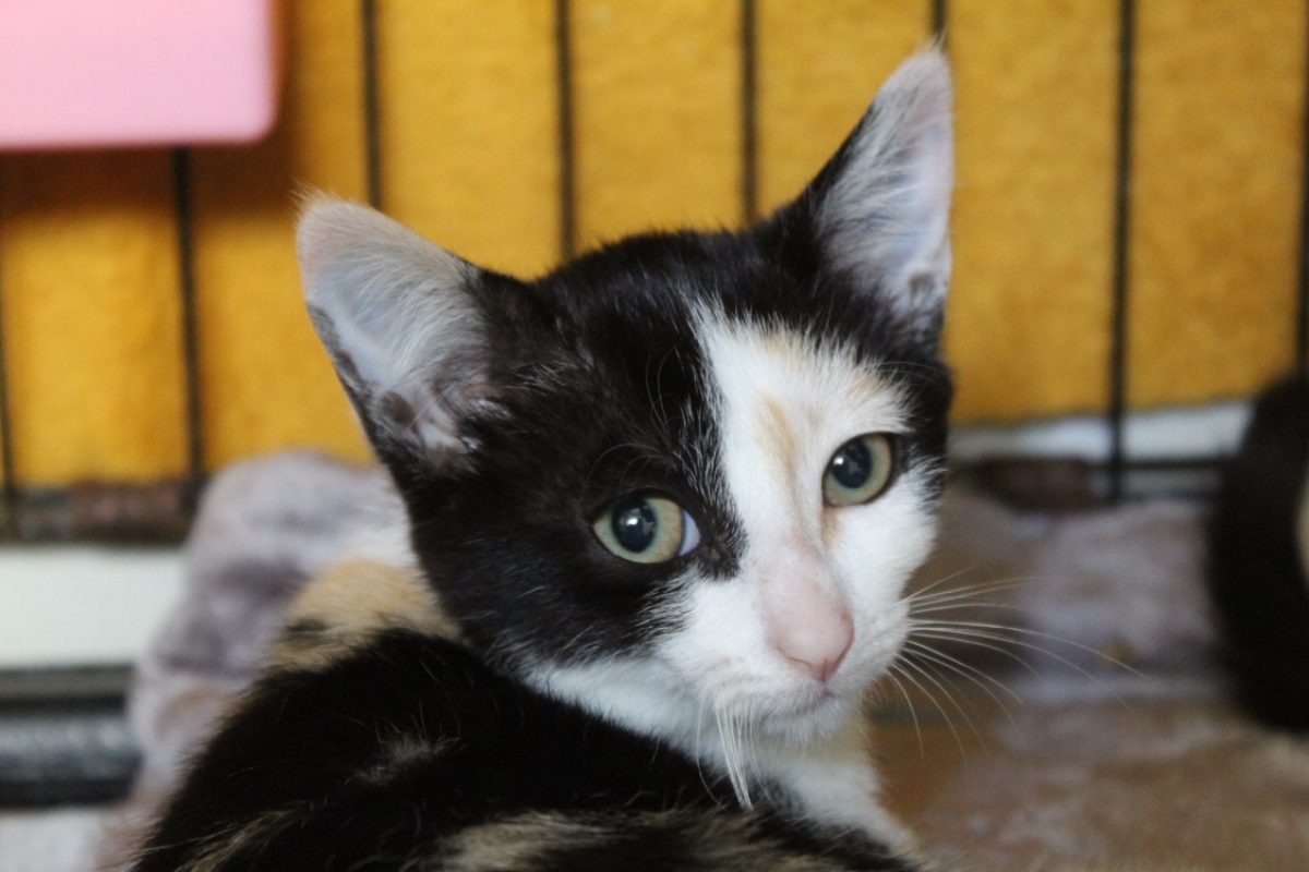 Benoite - Chat Européen à adopter