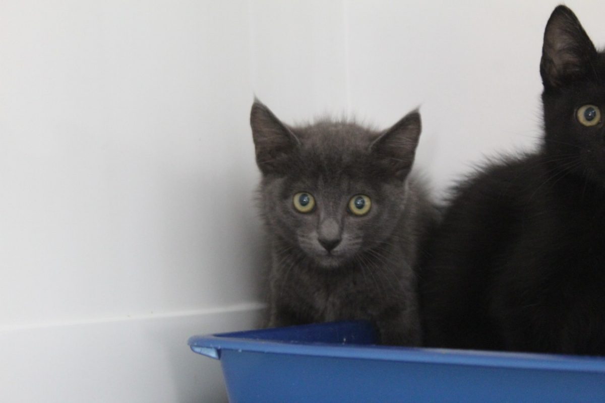 Biloute - Chat Européen à adopter