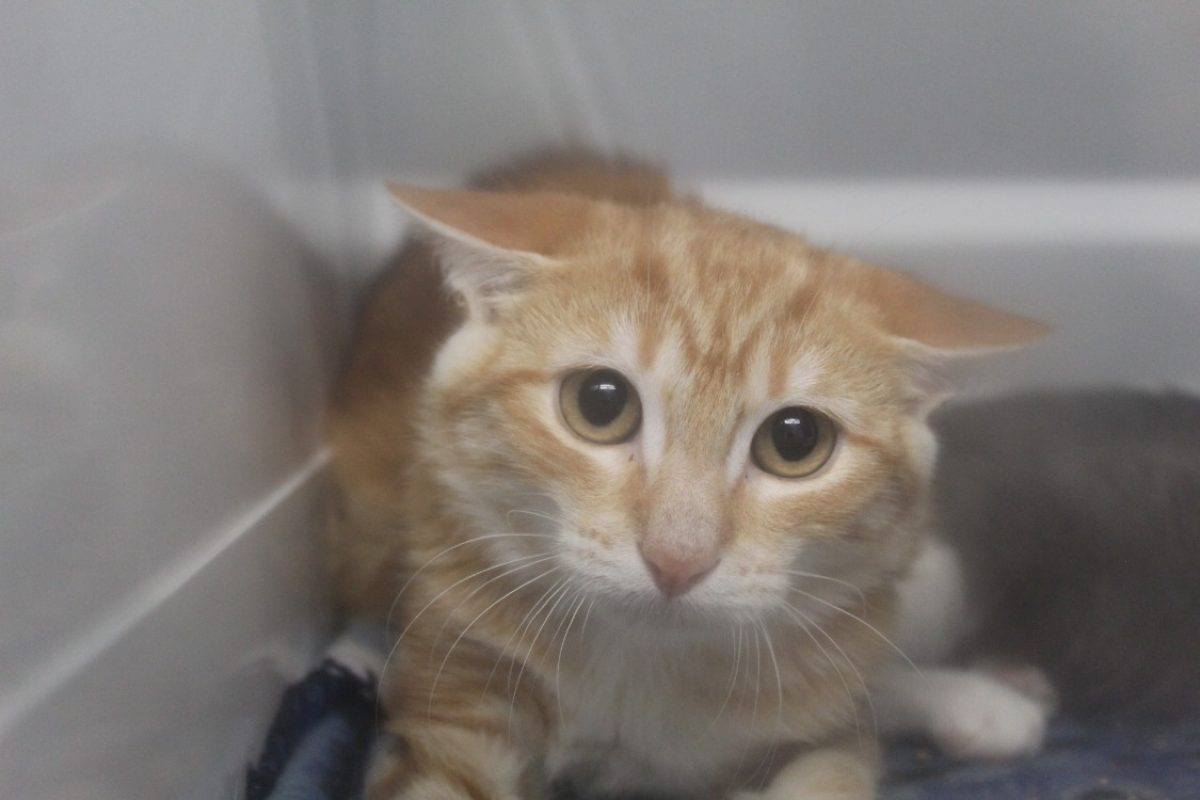 Bambin - Chat Européen à adopter