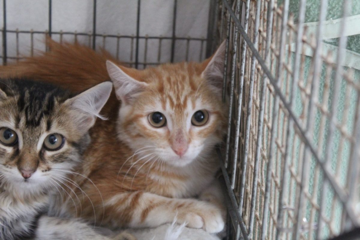 Bambin - Chat Européen à adopter - photo 2
