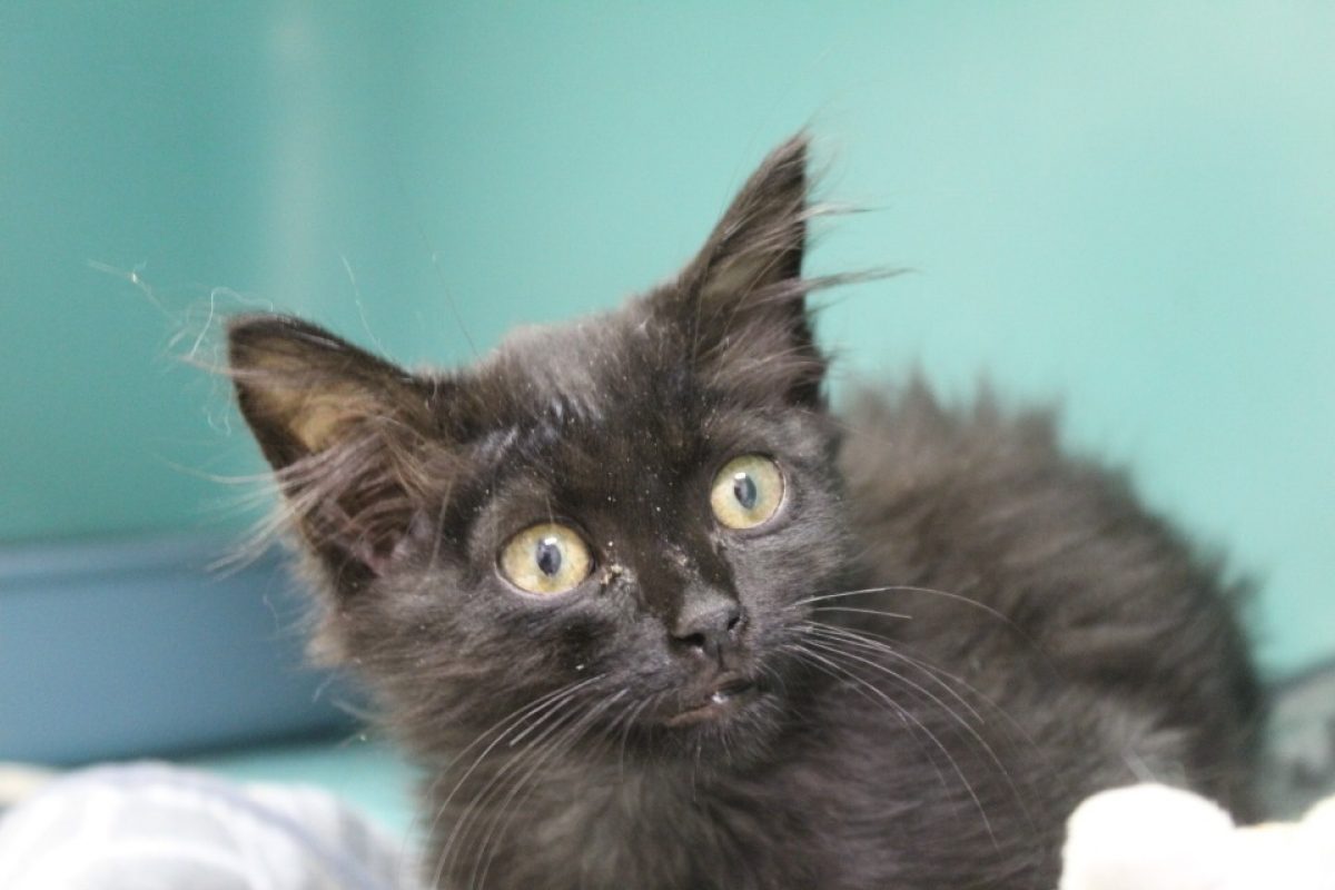 Bilboquet - Chat Européen à adopter