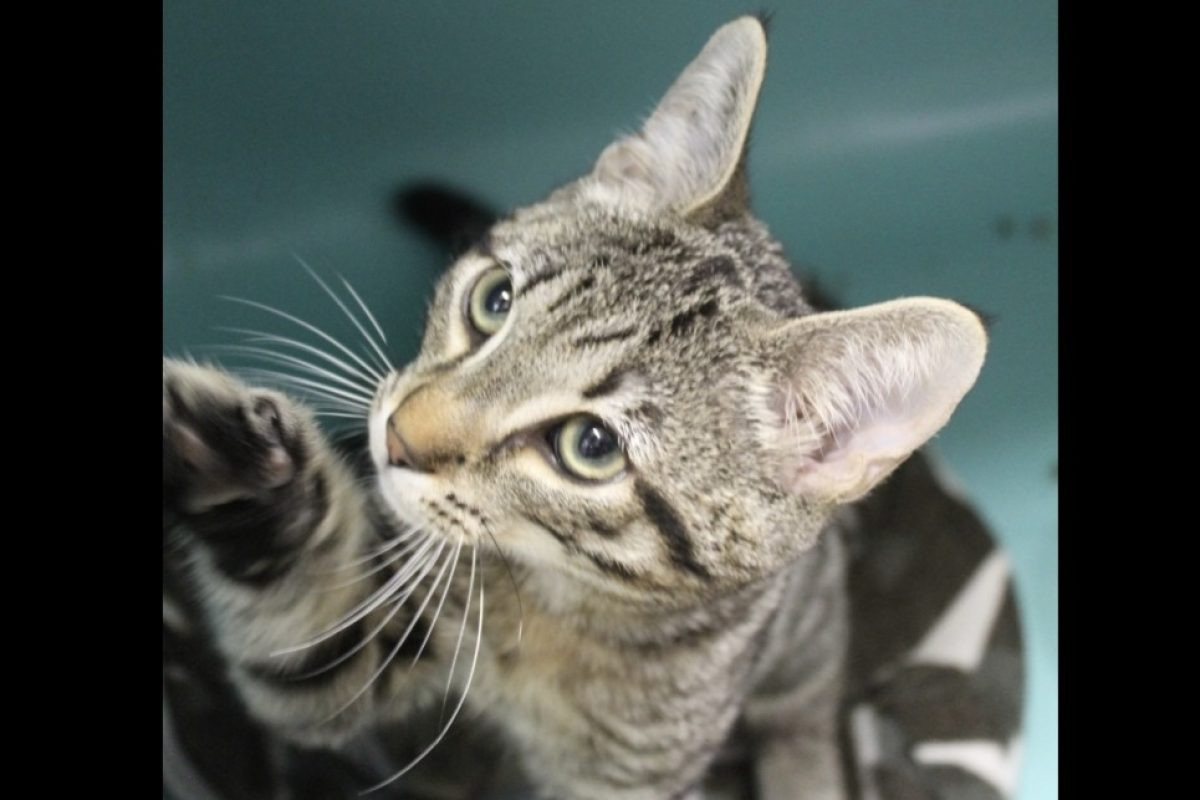 Belote - Chat Européen à adopter