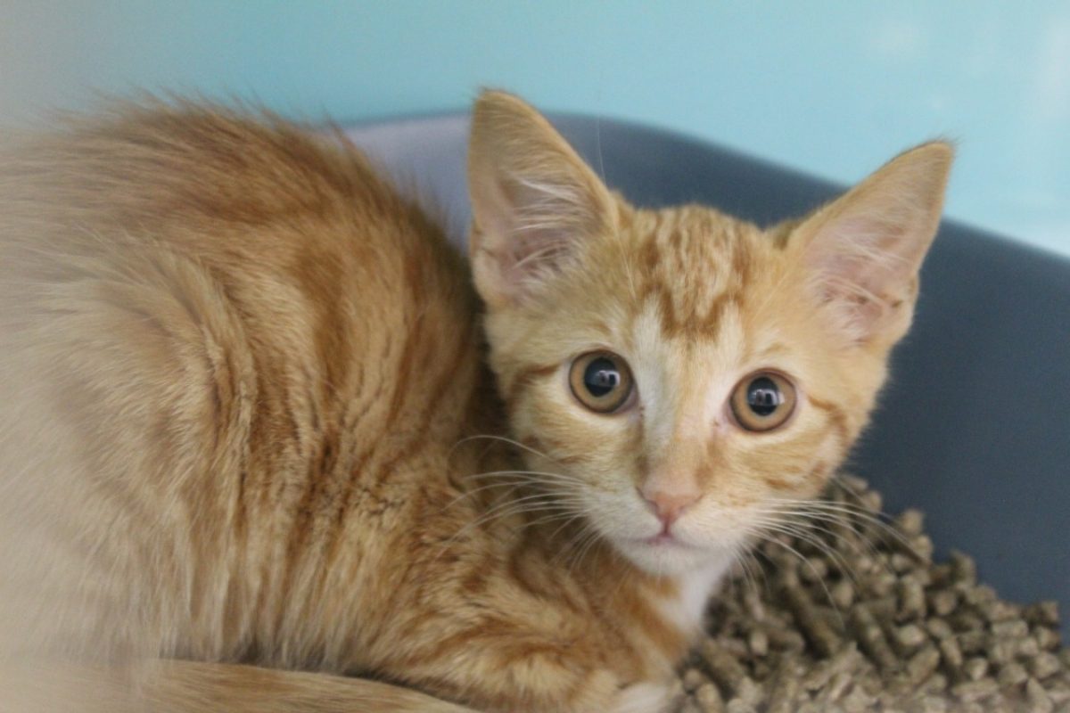 Blabla - Chat Européen à adopter